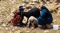 شرایط بهره‌مندی بیمه‌شدگان صندوق روستائیان از مستمری ازکارافتادگی