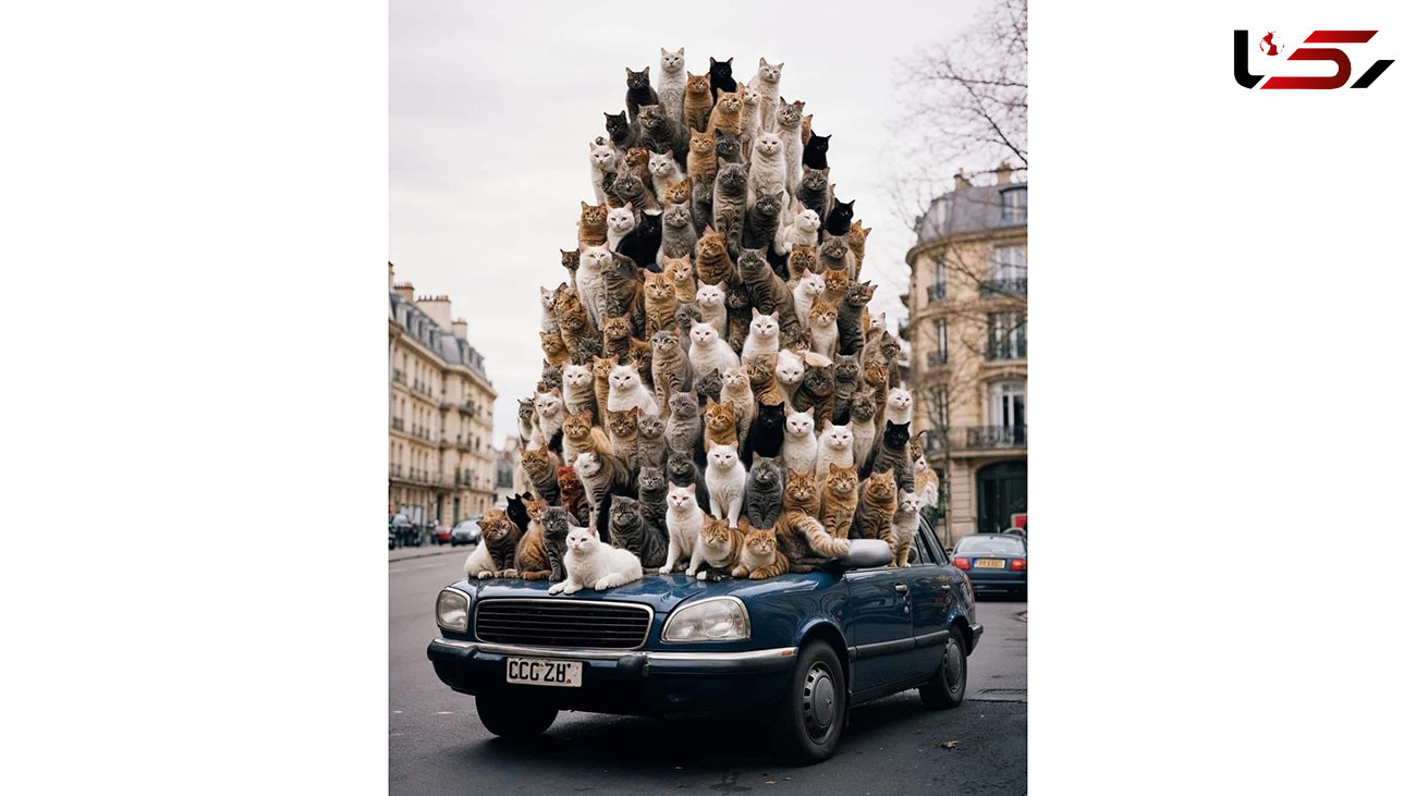 هزاران گربه روی یک خودرو / عکس