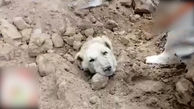 فیلم نجات یک سگ از زیر آوار در گناباد