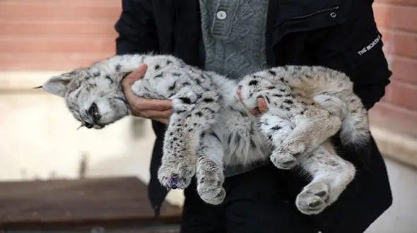 حمله مرگبار با چوب و چماق به سیاهگوش در خلخال + عکس