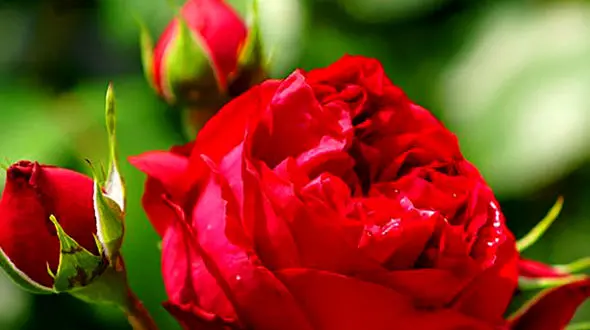 فال روزانه شخصی/ 21 مرداد ماه + فیلم