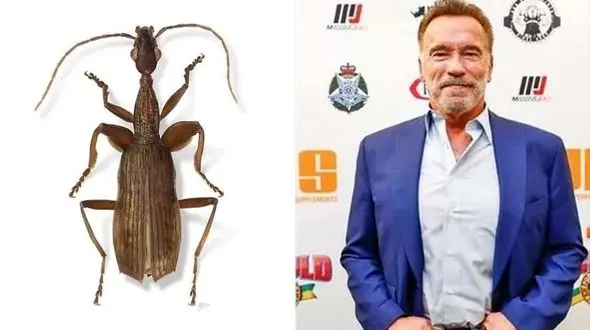  بعد از علی دایی و ماهی /  نام آرنولد را روی یک سوسک گذاشتند! + عکس