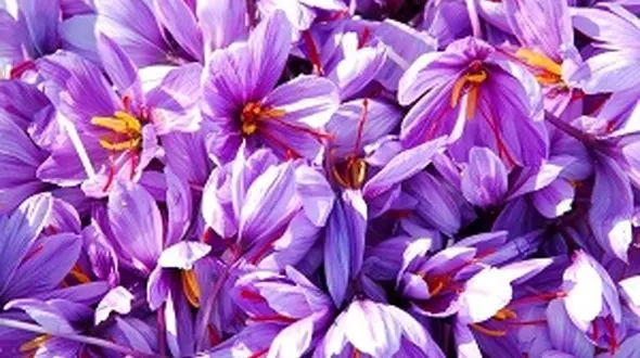 افزایش زعفران تقلبی در بازار 