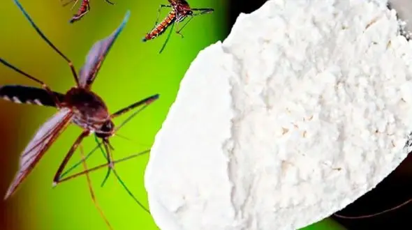 فیلم/ فقط با جوش شیرین و پودر قهوه پشه ها رو برای همیشه از خونه بیرون کن! 