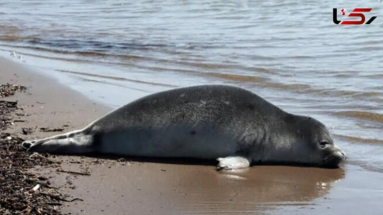 تلف شدن بیش از ۱۰۰۰ «فُک خزری»؛ مقامات قزاقستان علت اولیه را اعلام کردند