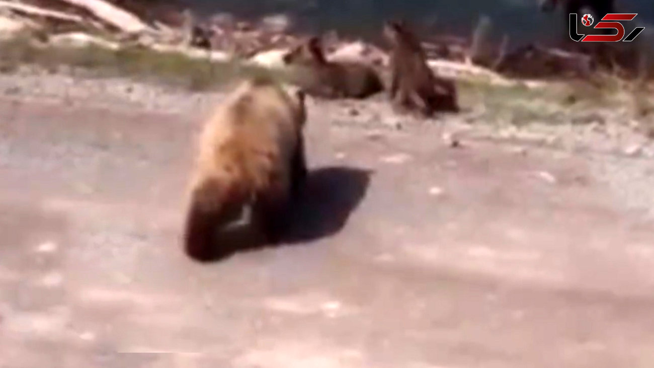 ببینید /  لحظه حمله خرس به بچه‌گوزن‌ها و واکنش حیرت‌انگیز گوزن مادر! + فیلم
