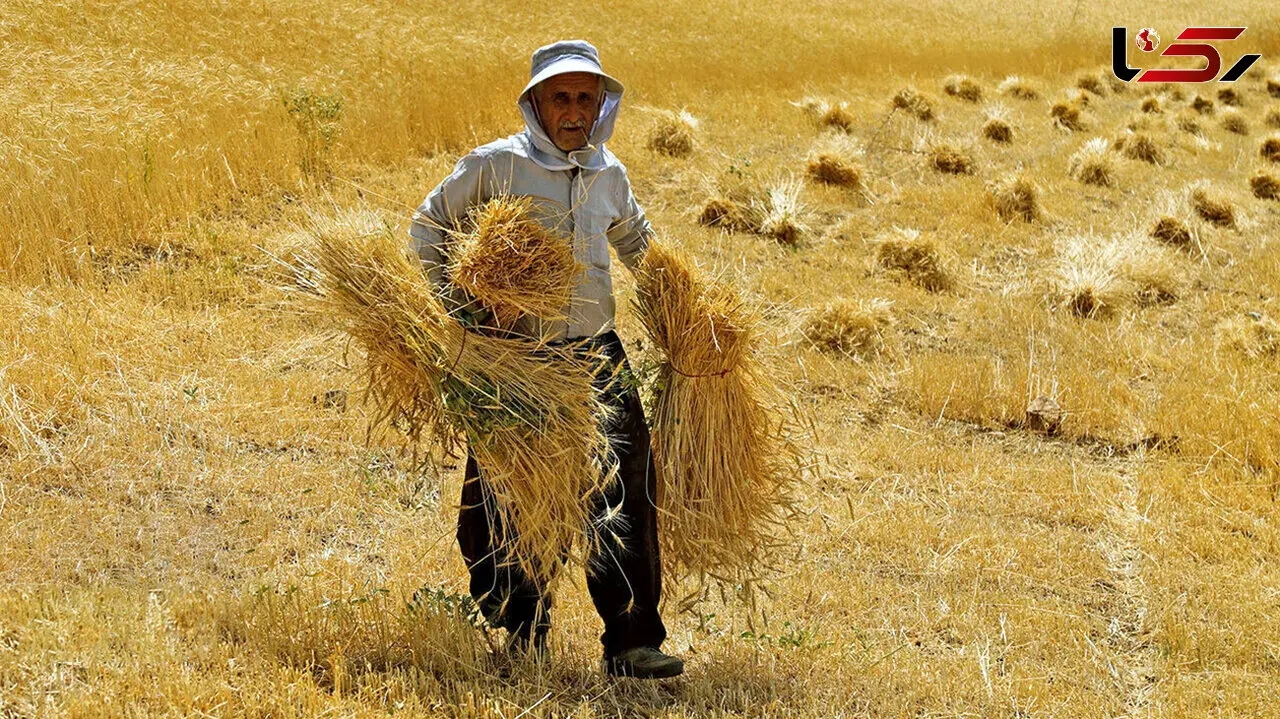  خرید تضمینی گندم به ۱۲ میلیون تن نزدیک شد/ تداوم برداشت در برخی استان‌ها