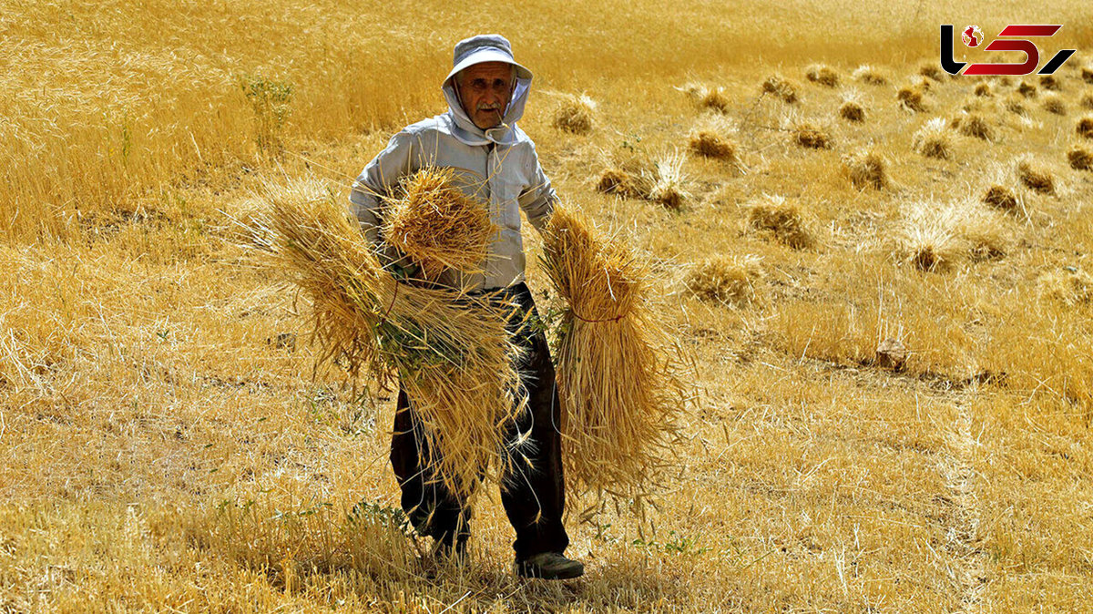  خرید تضمینی گندم به ۱۲ میلیون تن نزدیک شد/ تداوم برداشت در برخی استان‌ها