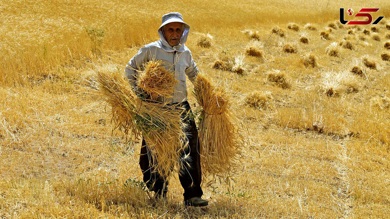  خرید تضمینی گندم به ۱۲ میلیون تن نزدیک شد/ تداوم برداشت در برخی استان‌ها