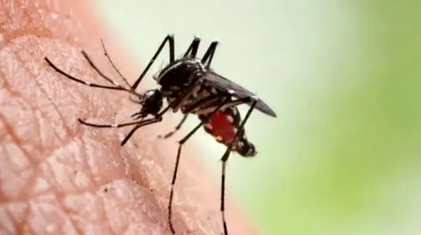 مالاریا چقدر می‌ تواند در بدن دوام بیاورد؟