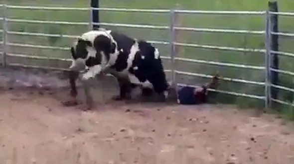 ببینید گاو وحشی چند بار مرد جوان را لت و پار کرد!+فیلم