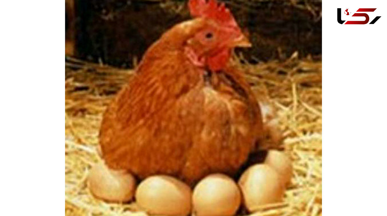 مرغ و تخم مرغ صادراتی ایرانی بدون مشتری