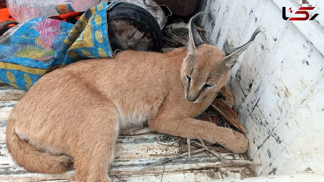 نجات یک گربه سان کمیاب در جنوب کرمان