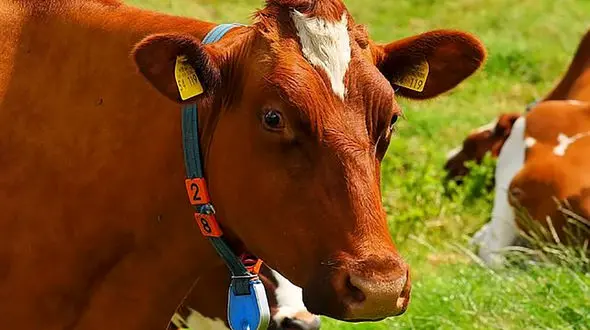 مرد پلید 150 گاو را با گرسنگی کشت!