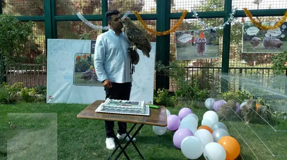 اولین عکس ها از جغد بزرگ دنیا در ایران / تولد 4 جوجه شاه بوف در تهران