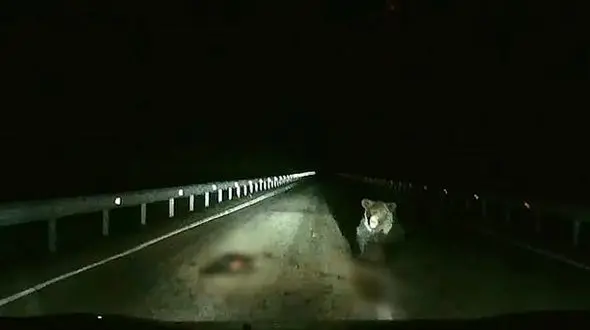 حمله ناگهانی خرس به راننده در وسط اتوبان بخاطر توله اش + فیلم عجیب