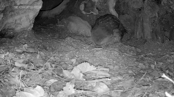 فیلم تولد جوجه کاکاپو / امیدی تازه برای گونه‌ای در خطر انقراض