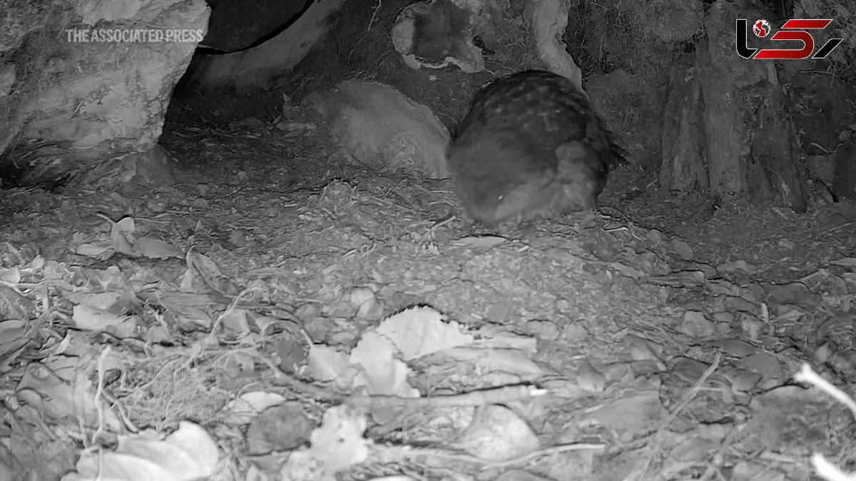 فیلم تولد جوجه کاکاپو / امیدی تازه برای گونه‌ای در خطر انقراض