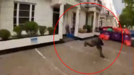 فیلم زمینگیری سارق فراری توسط مرد جوان فقط با یک حرکت / پلیس در تعقیبش بود 
