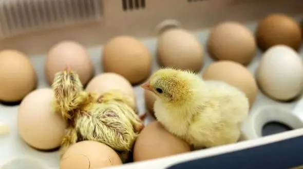 صادرات تخم مرغ  نطفه دار به عراق 