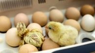 صادرات تخم مرغ  نطفه دار به عراق 