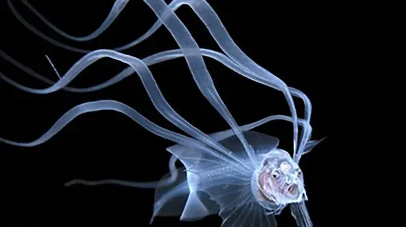 8 عکس برگزیده مسابقه عکاسی  از اقیانوس 2020 