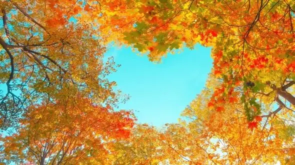 پاییز ؛ فصل عشق و اضطراب پاییزی! / راهکارهایی برای مضطرب نشدن در فصل رنگ ها