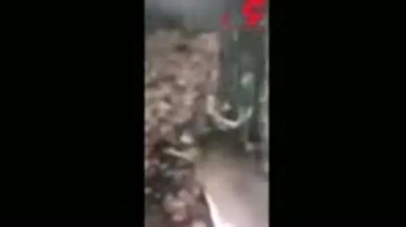 شکنجه حیوان بیچاره توسط 2 پسر جوان +فیلم