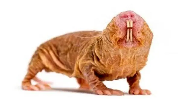 موش هایی که نمی توانید سن شان را حدس بزنید! + عکس