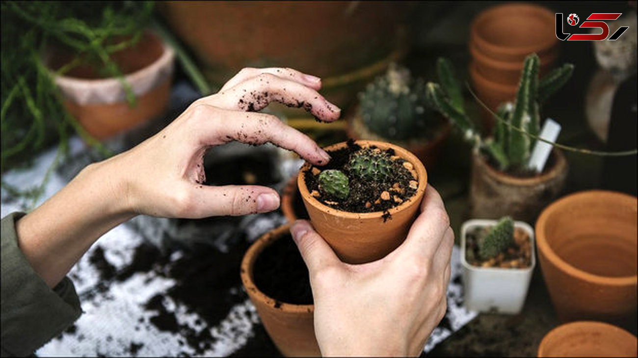 تقویت روان با باغبانی در سالمندی