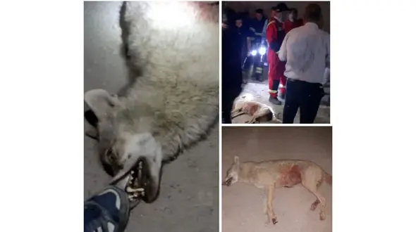 حمله خونین یک گرگ به 6  نفر در اردستان + عکس و جزییات