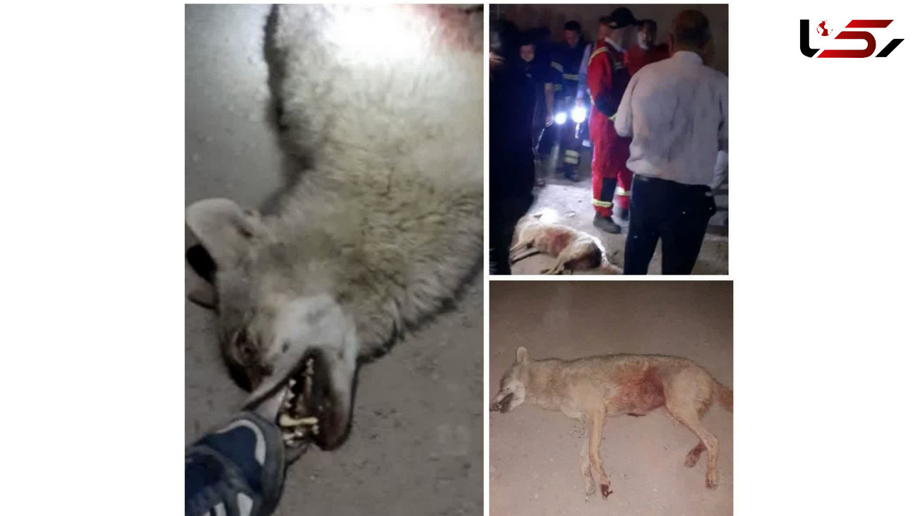 حمله خونین یک گرگ به 6  نفر در اردستان + عکس و جزییات