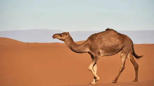 شتربانان یمنی در حال حمل علوفه هایشان در صحرا + عکس کم نظیر