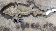 کشف بزرگترین فسیل اژد‌های دریایی + فیلم