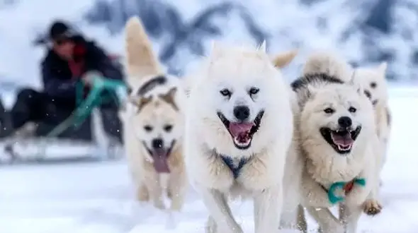 قدیمی‌ ترین نژاد سگ اهلی جهان: کشف تاریخی و جذاب