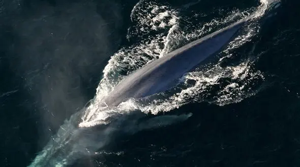 عظمت نهنگ و شکار شدن شغال توسط پلنگ