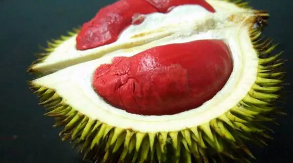 بدبوترین میوه دنیا با رایحه جوراب!