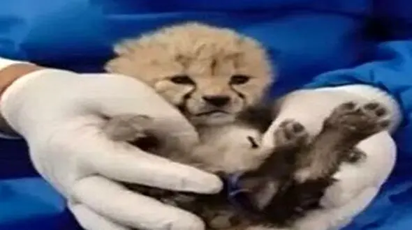 دامپزشک یوزپلنگ از آفریقای جنوبی به تهران رسید / آخرین وضعیت سلامت توله یوز «ایران» بررسی شد