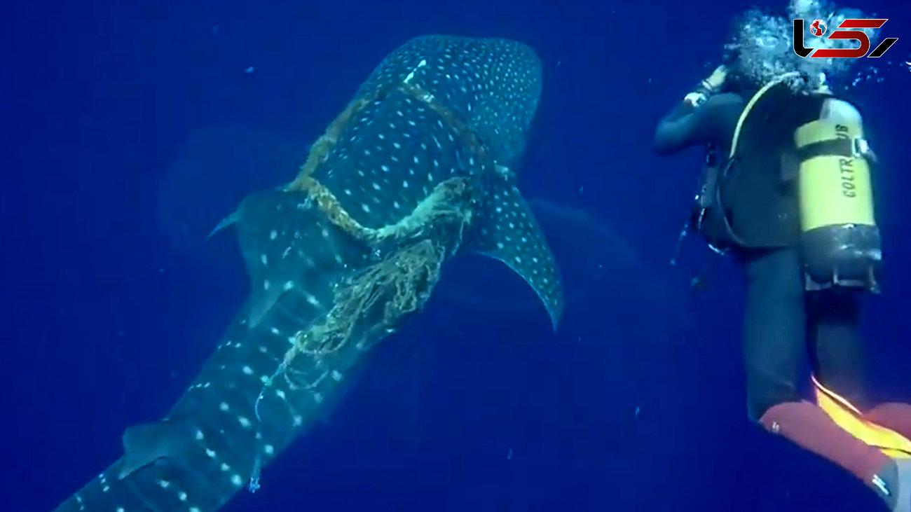 کمک غواص به کوسه نهنگ گرفتار در طناب ضخیم + فیلم