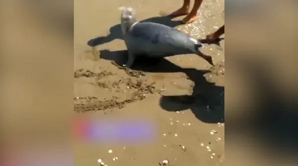 جزئیاتی از آزار فک دریای خزر + فیلم 