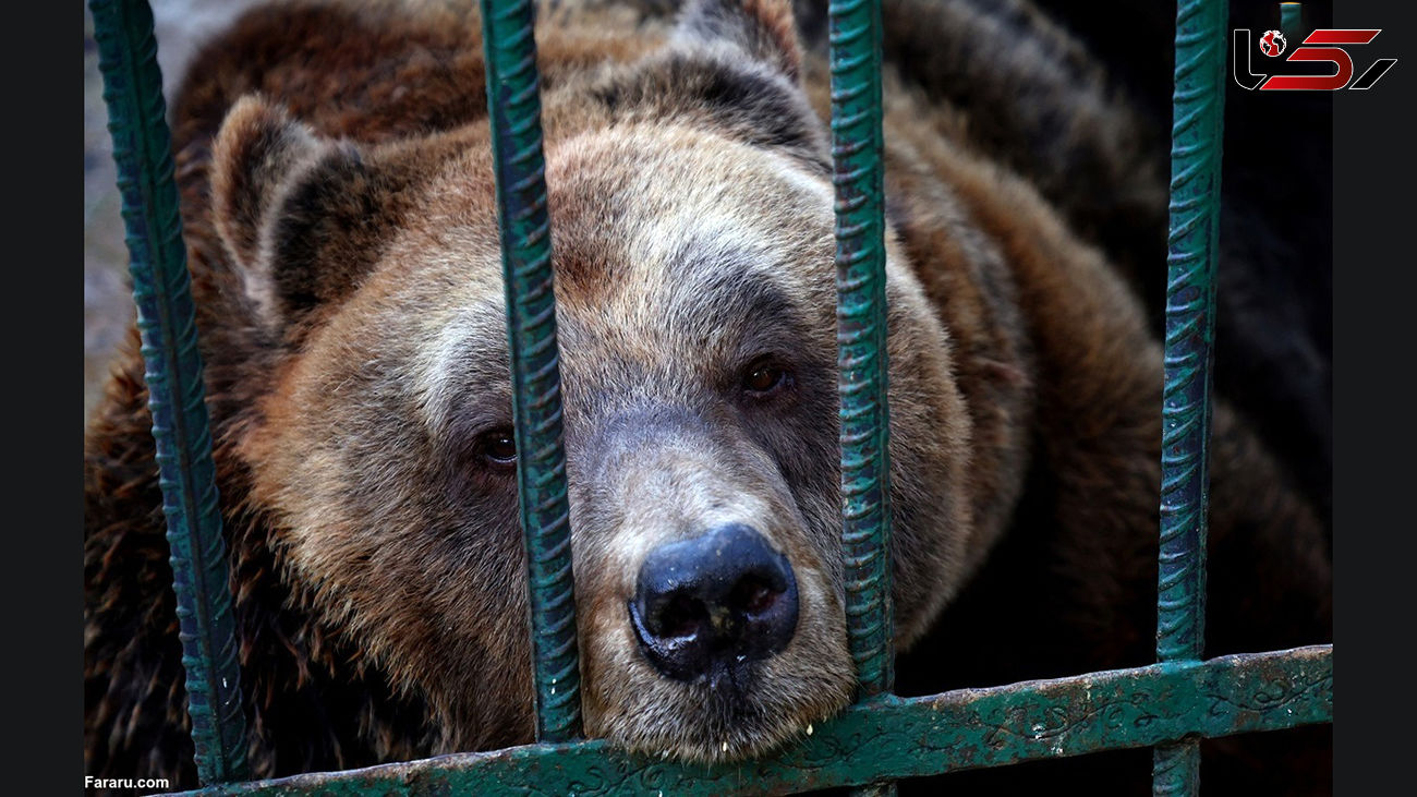 عکس های نجات یک خرس که ۲۰ سال زندانی یک رستوران بود! 