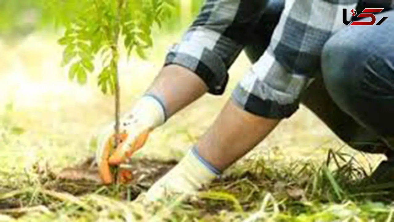 مجازات جالب به جای زندان برای مجرمان مراوه تپه ! 