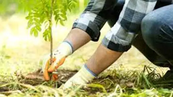 مجازات جالب به جای زندان برای مجرمان مراوه تپه ! 