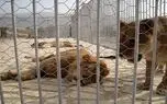 قاچاق حیوانات، کاربرد اصلی باغ وحش های کوچک / زمین خواری با نام مرکز بازپروری حیات وحش