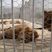 قاچاق حیوانات، کاربرد اصلی باغ وحش های کوچک / زمین خواری با نام مرکز بازپروری حیات وحش
