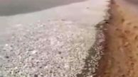 مرگ صدها هزار قطعه ماهی در سواحل ماهشهر + فیلم