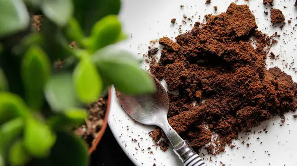 بررسی فواید قهوه برای گیاهان آپارتمانی