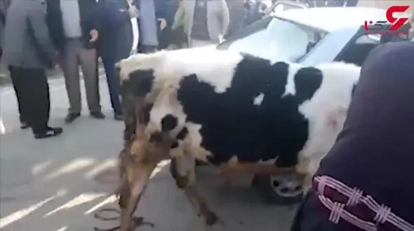 فیلم جا کردن گاو داخل پرشیای دزدان / با شلیک پلیس یک دزد کشته شد! + فیلم