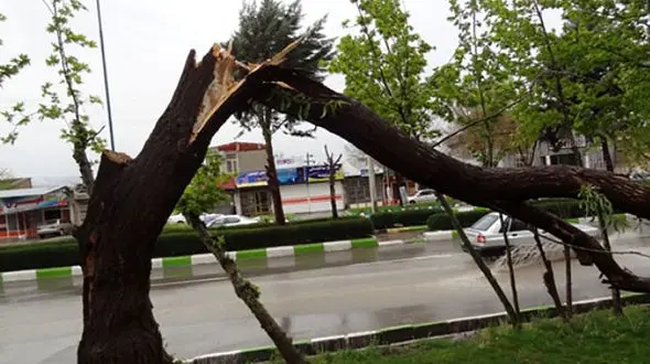 مرگ تلخ باغبان کرجی با شاخه درخت + جزییات