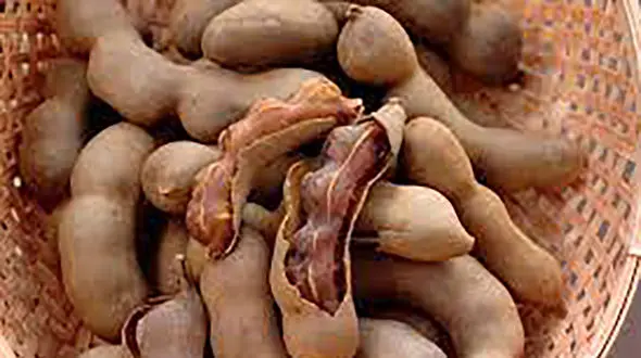 تمرهندی دشمن چاقی و دیابت 